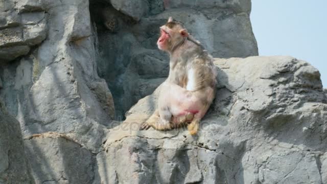 rmonkey Sitting Lying Awkwardly Big Rock Seoul