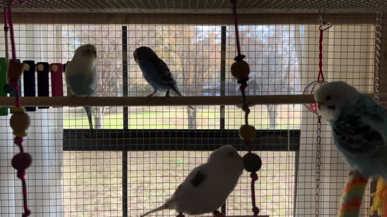 Budgie Sounds for Your Budgies