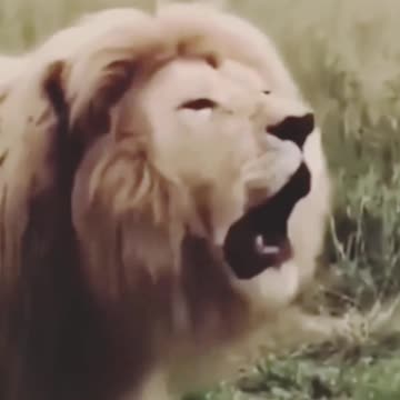 Lion Song How Funny