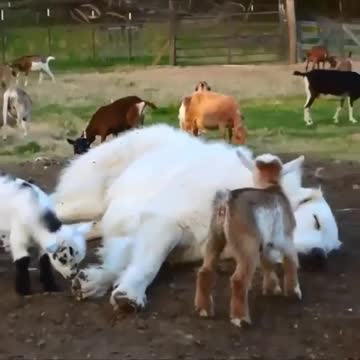 This video is awesome