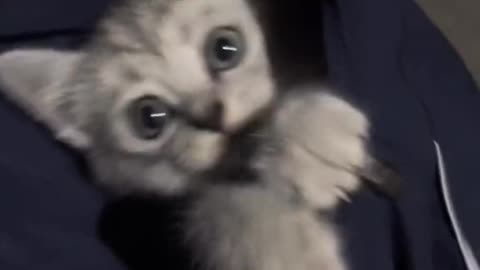 Cuteness overload cat 🐈