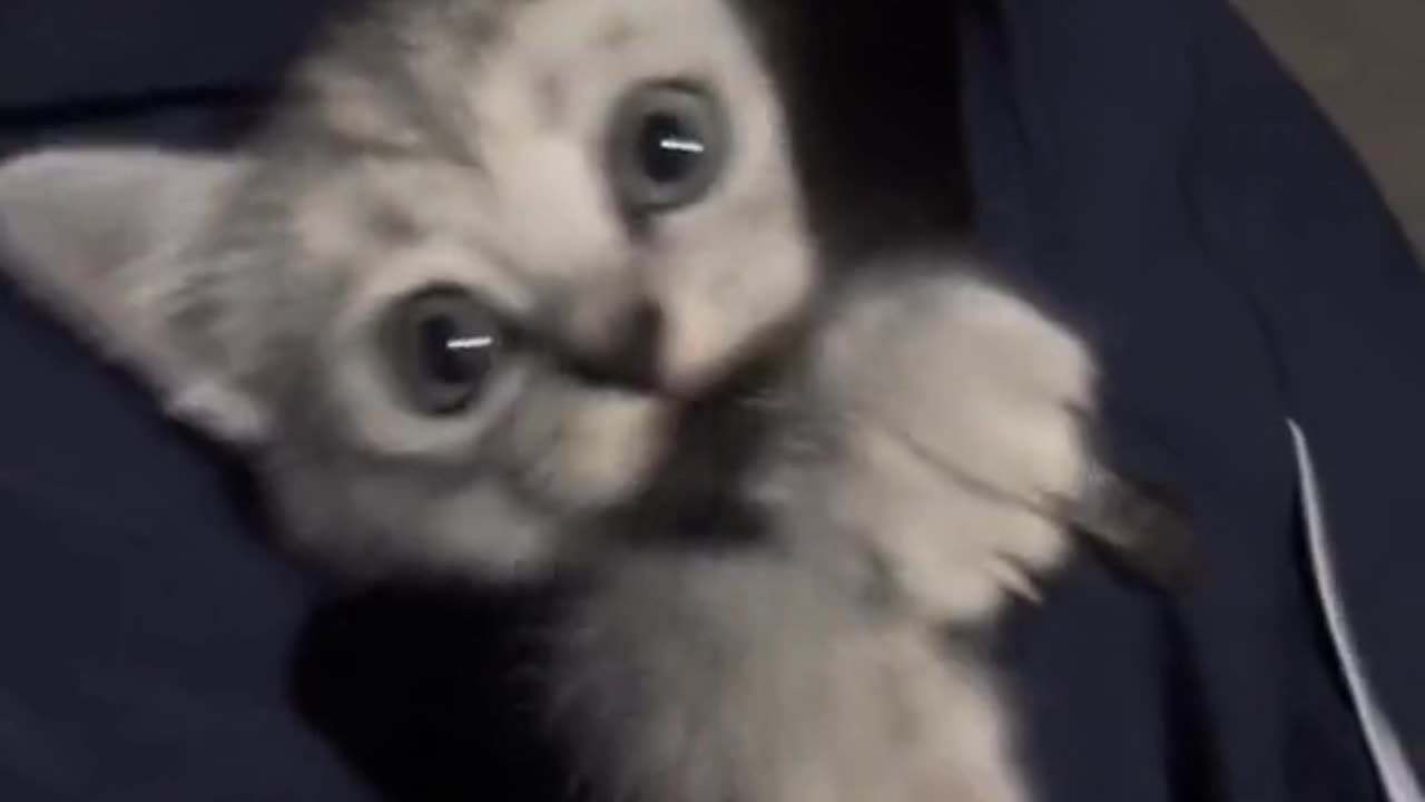 Cuteness overload cat 🐈