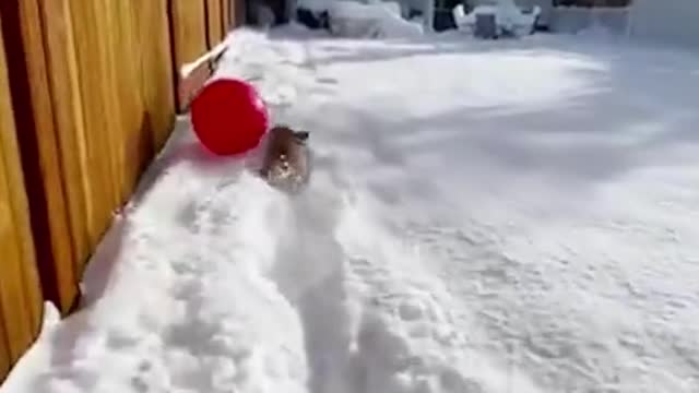 This is living its best playing with a in the