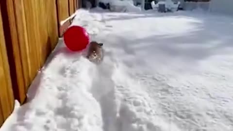 This is living its best playing with a in the