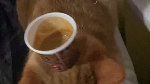 Balancing Cup On Cats Head