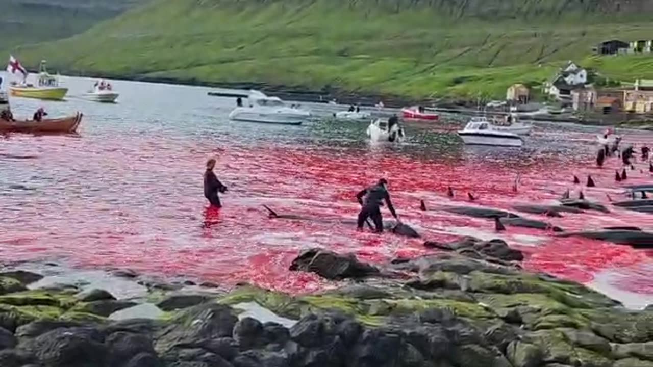 Danish Faroe Islands - 90 Pilot Whales Killed In Barbaric Blood Sport