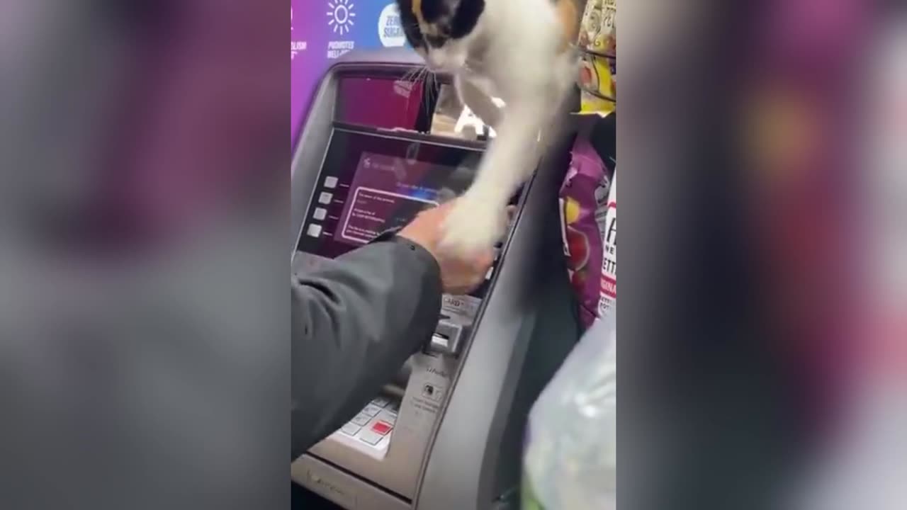 a ATM cat thief😹