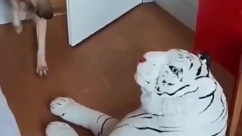 Dog Afraid of Toy Tiger