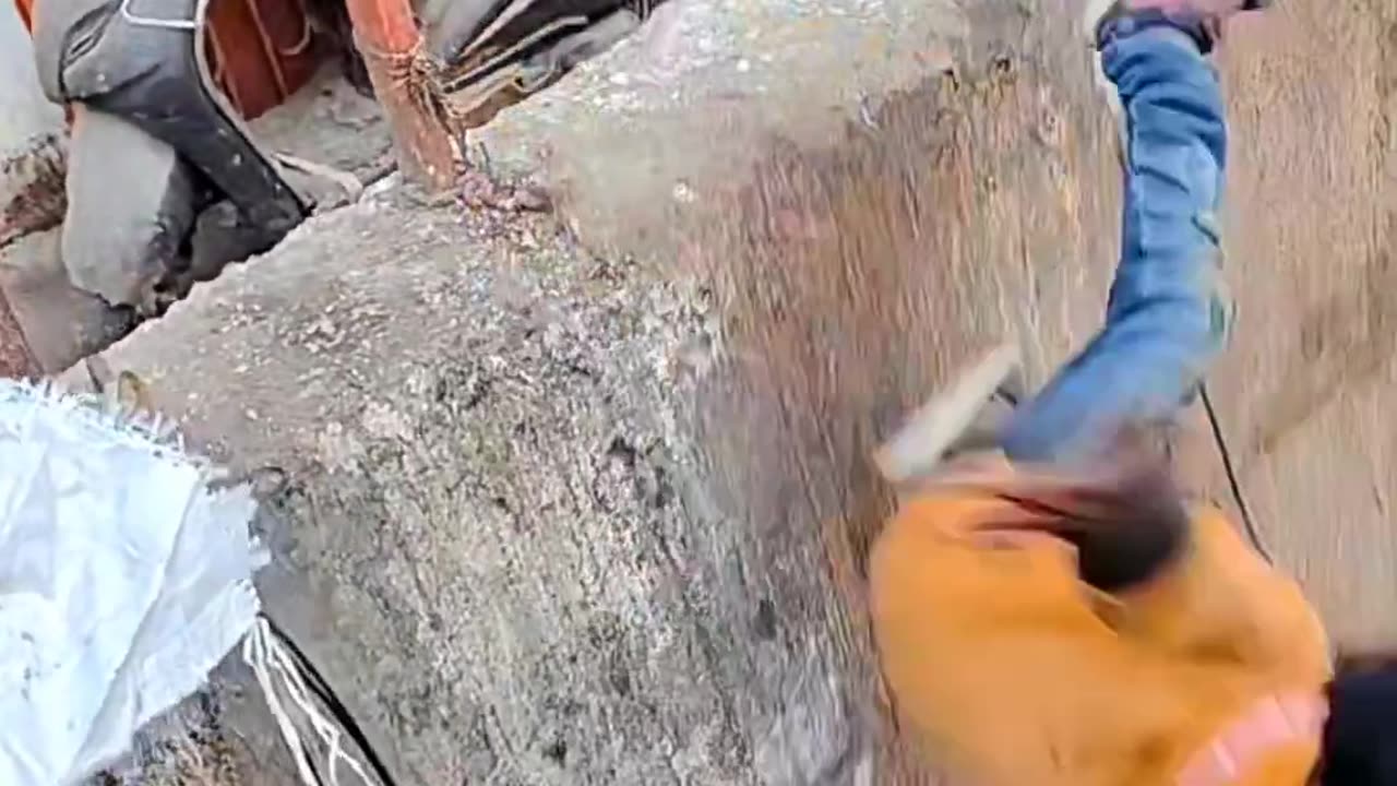 گربه باهوش