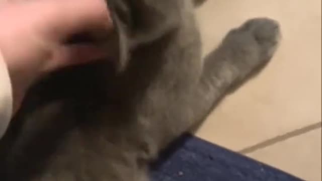British Short Hair Kitten ( 6 months old) loves the tickle