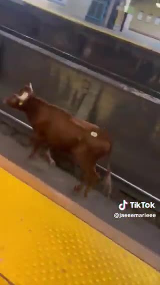 Loose bull spotted running on train tracks Newark Penn Station, resulting in delays, Short