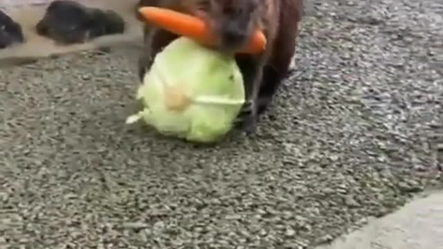 Beaver carrying a carrot and a head of lettuce back to his home