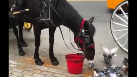 A horse feeds pigeons