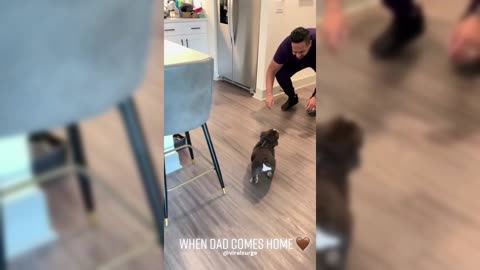 Dog Is Happy To See Dad