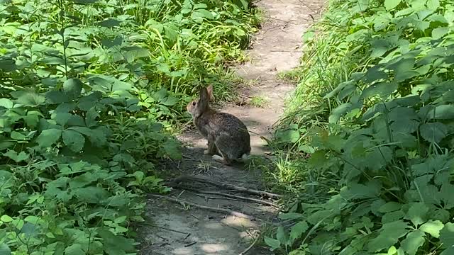 Jack rabbit blocks my way 😀