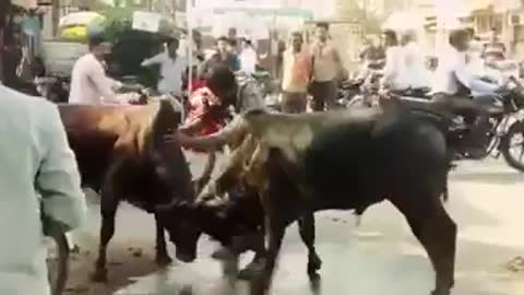 Animals fighting in public place