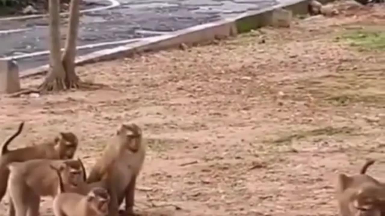 Monkey funny videos