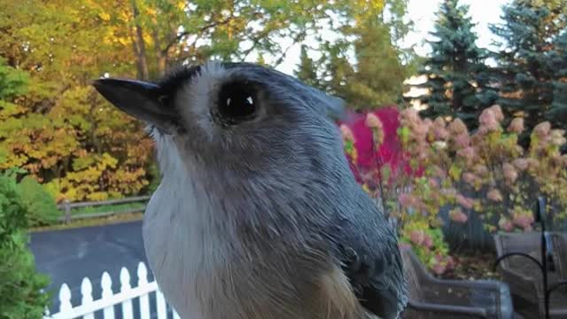 POV: Your bird feeder also takes photos