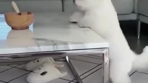 funny animal video no 1