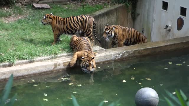 Tiger cubs prowl and play at Smithsonian National Zoo