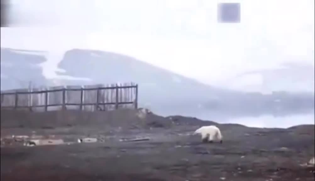 Wandering for 1,500 kilometers, polar bears forage in Russian cities.