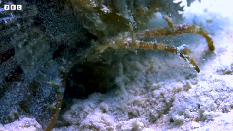 mazing Clownfish Teamwork | 4K UHD