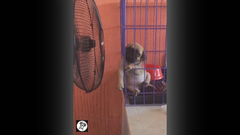 Pug Funny Moments - Cute Dog Videos | Pets Funny