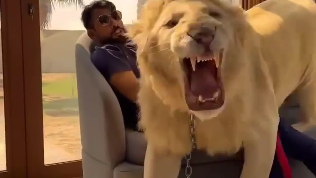 Lion's attitude and roar by nature😃
