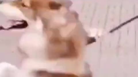 Adorable Dog Dancing