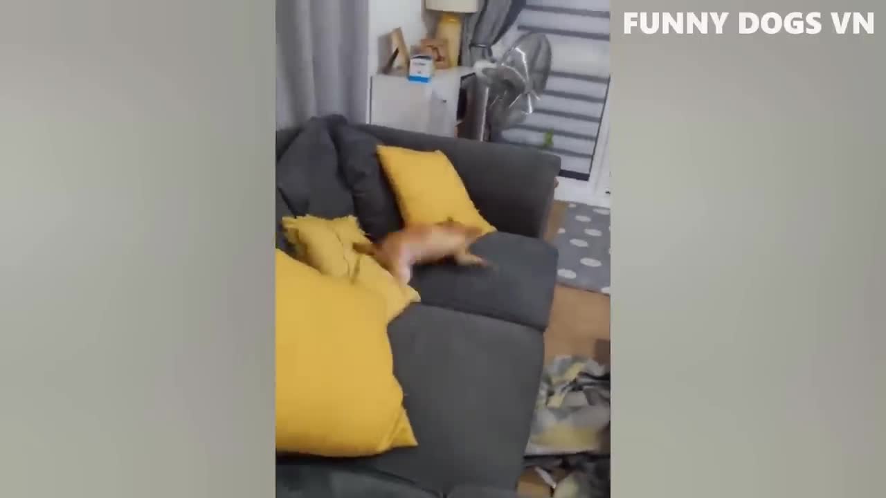 Try not to laugh at the funny dogs and cats in this video from 2022.