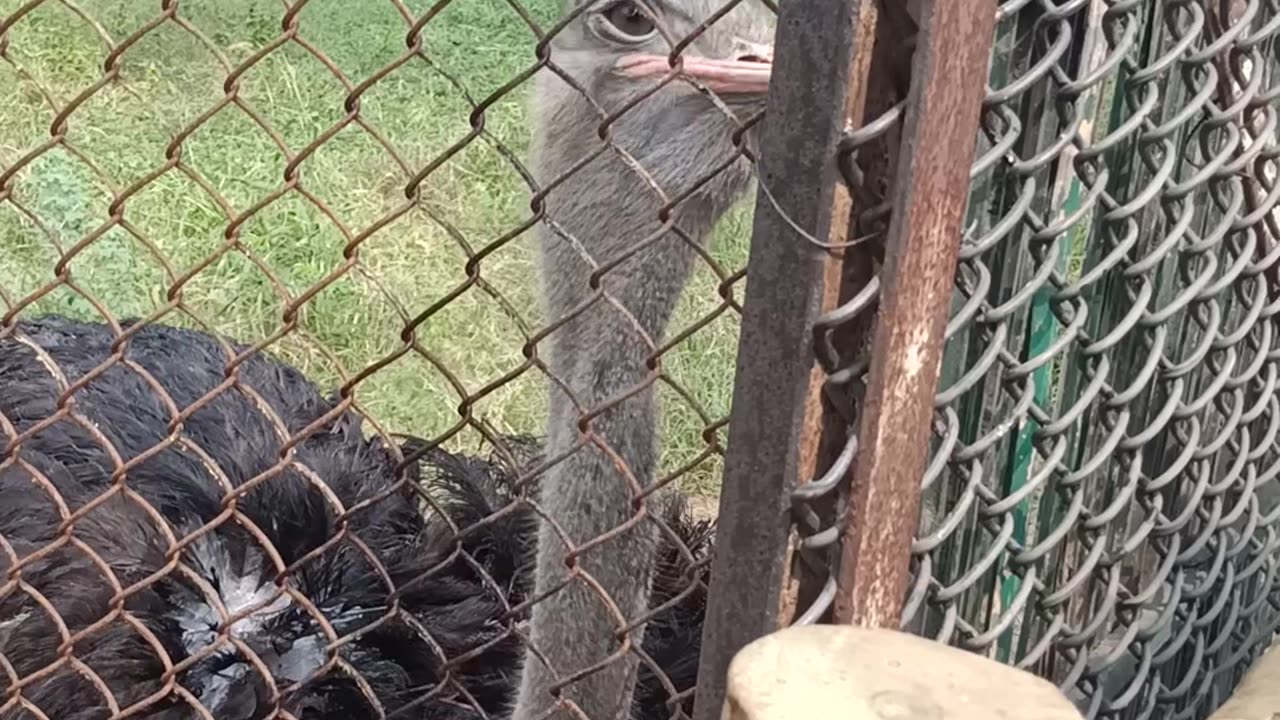 Beautiful animals