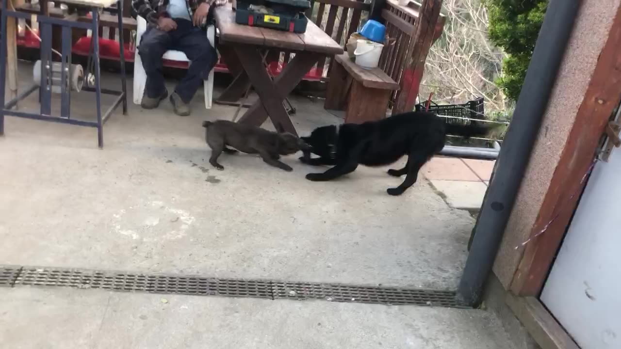 French bulldog vs labrador