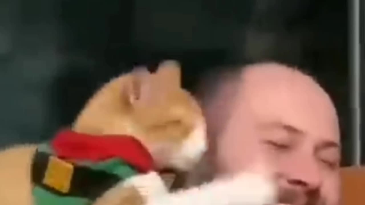 Cat 🐈 😻 🐈⬛️ 😺 Funny 😁 😂 😀 Clips Video 📹 🤣 😆