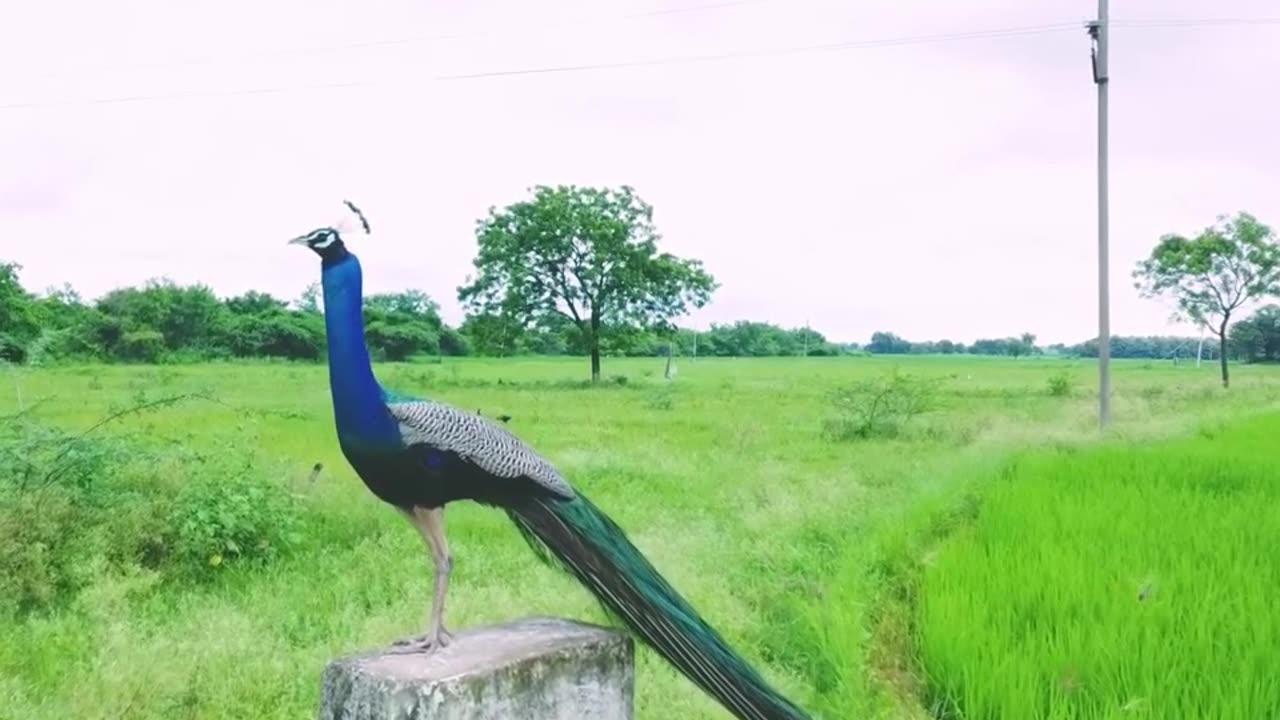 peacock voice