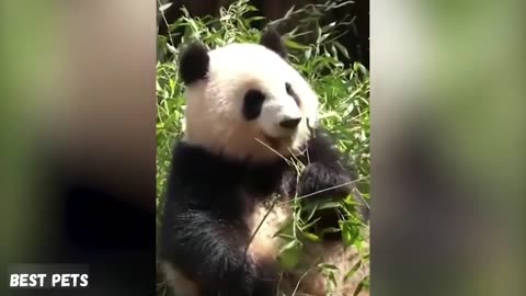 Funny panda video