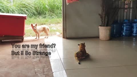 Fake Tiger Prank to a little dog 🤣🤣