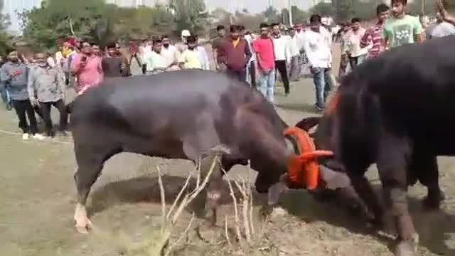 Bull fight