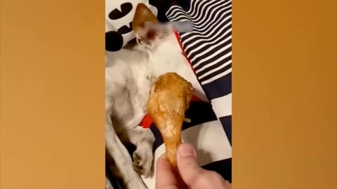 Meoww funny videos