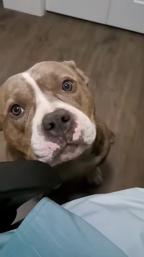 CUTE AMERICAN BULLY WANTS MORE HEAD SCRATCHES _ _Dog _shorts