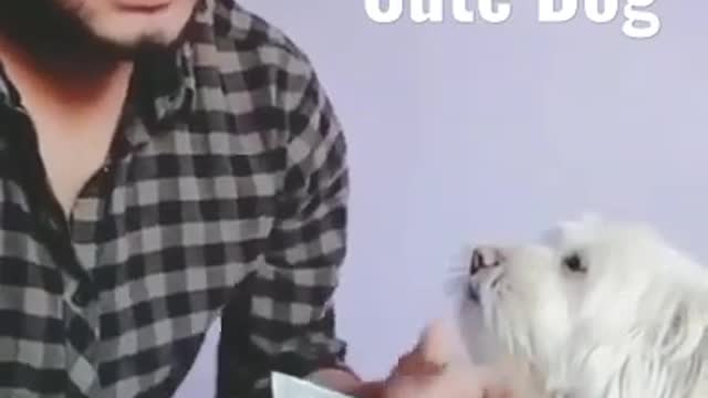 Cute dog video 😍.