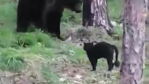 Bear and cat fight