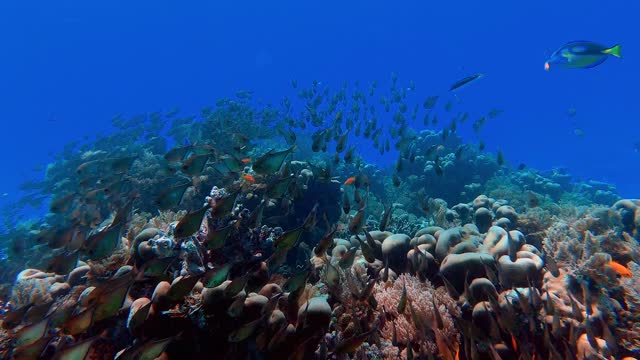 Under the see