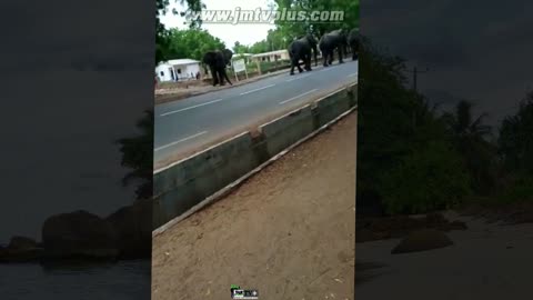 DES ÉLÉPHANTS DANS LA VILLE au CAMEROUN (Maroua)