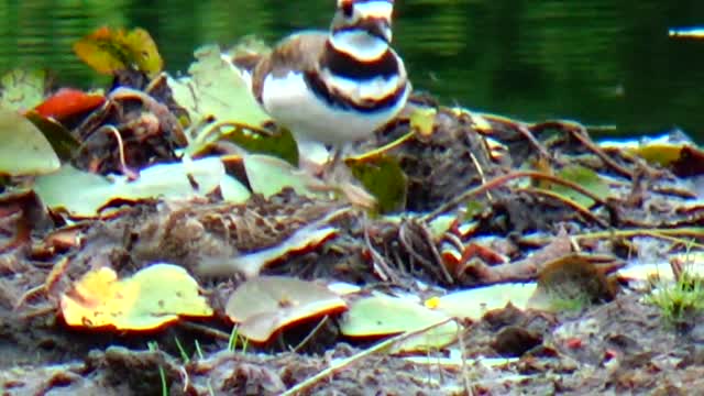 Killdeer Family