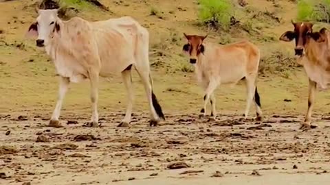 Rohi desert 🏜️🏝️