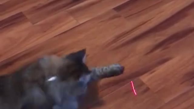 Cat Vs Laser Pointer 🐈 😂 - Funny Animal Reaction Videos