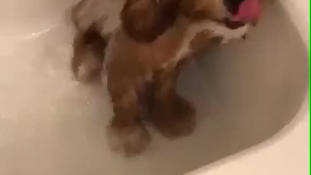 This pup loves bathing.