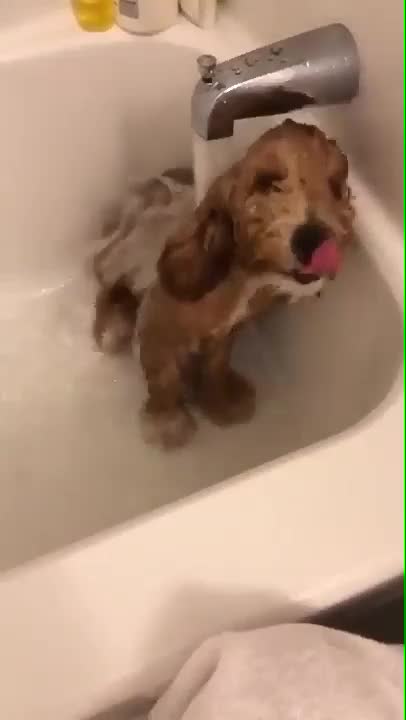 This pup loves bathing.
