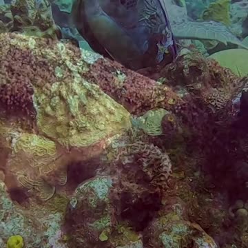 😢 LET'S PROTECT THEM 🐢