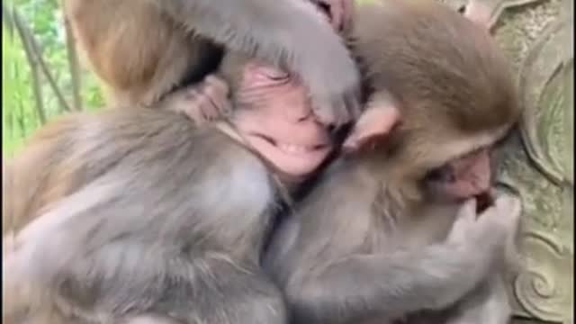 monkey funny video Mx taka Tak tik tok video #shorts #shortsvideo